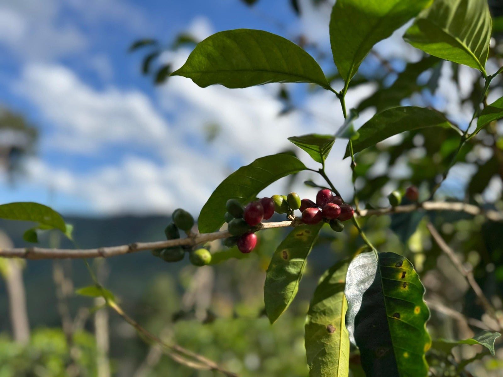 Rama de cafeto con cerezas maduras y verdes contra el cielo, en el campo cafetalero peruano