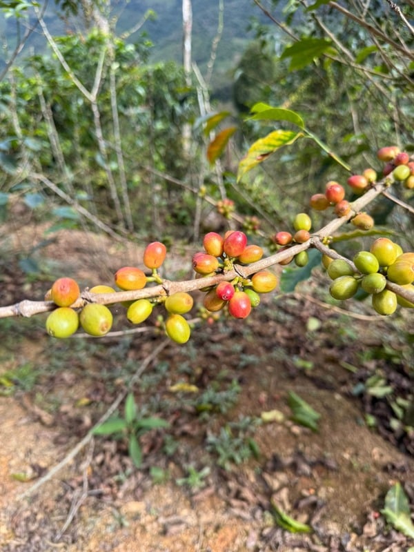 Cerezas de café maduras en la rama del cafeto