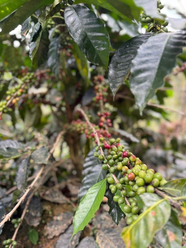 Cerezas de café verdes en la rama del cafeto