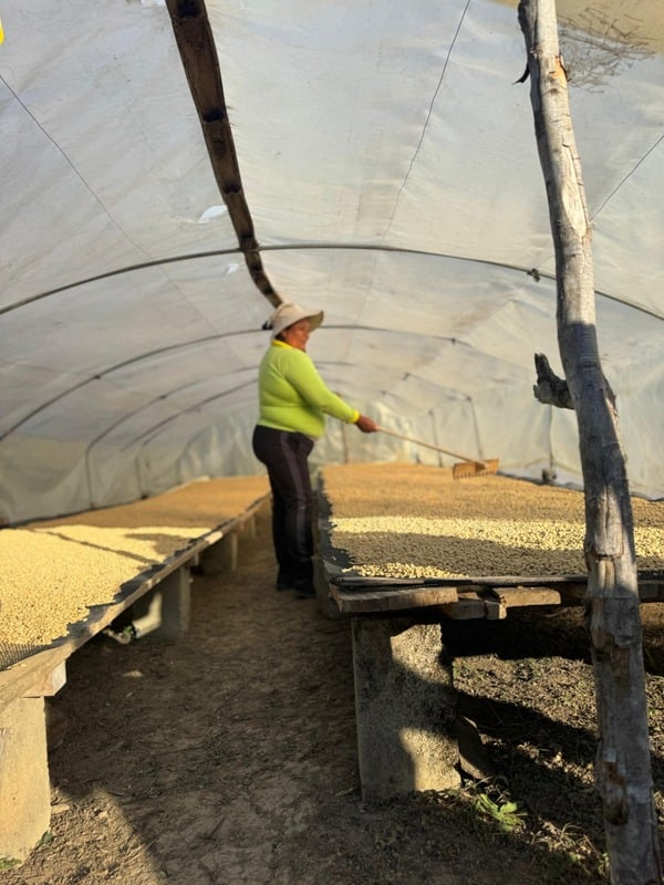 Persona trabajando en un túnel de secado de café